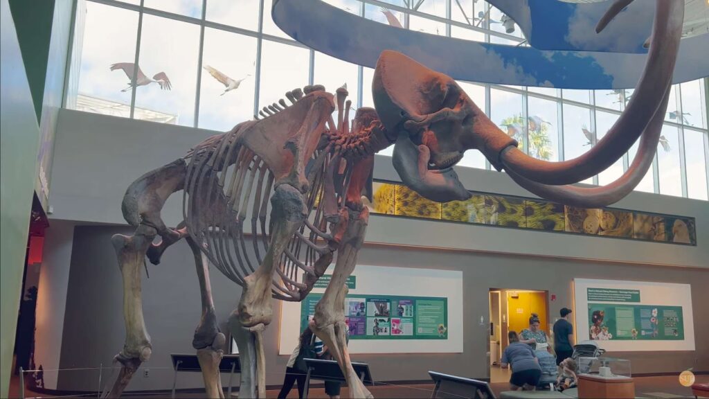 Discovering the Wonders of Florida’s Natural History Museum